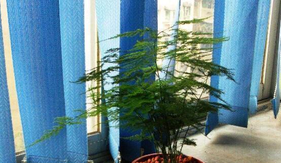 文竹的花语与象征（文竹的花语及其传递的情感与寓意）
