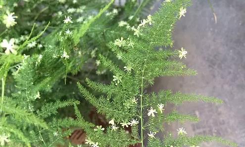 文竹的花语与象征（文竹的花语及其传递的情感与寓意）