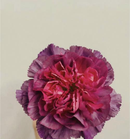 以香石竹的花语——富贵与美丽（以香石竹的花语暗示人们对追求富贵与美丽的向往）
