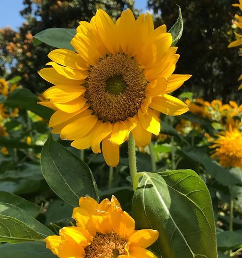 向阳花的花语（一朵美丽的花朵背后蕴藏着什么样的含义）