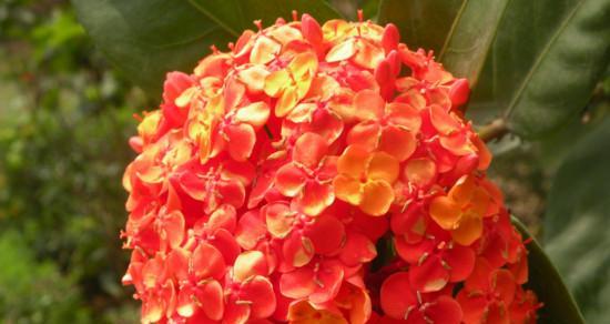 小叶龙船花（追随内心勇气）