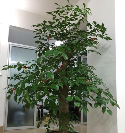 幸福树的花语——给你幸福的馈赠（传递幸福的植物语言）