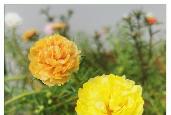 向日葵几月份开花（观赏向日葵花期简介）