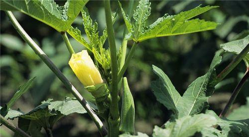 五月适合种什么蔬菜（适合5月种的蔬菜推荐）