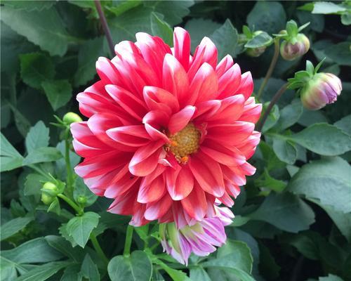 秋季有哪些花开放（盘点秋天最有代表性的花）