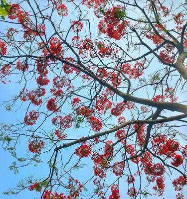 红花楹树几年开花（描述红花楹树开花时间）