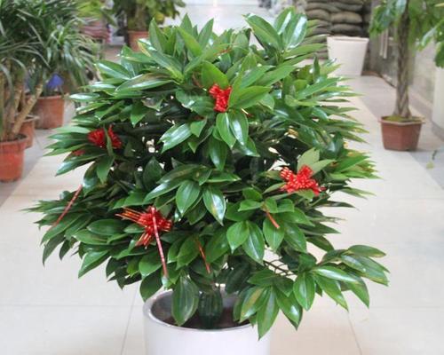 家里养什么花招财（盘点十种旺家的花）