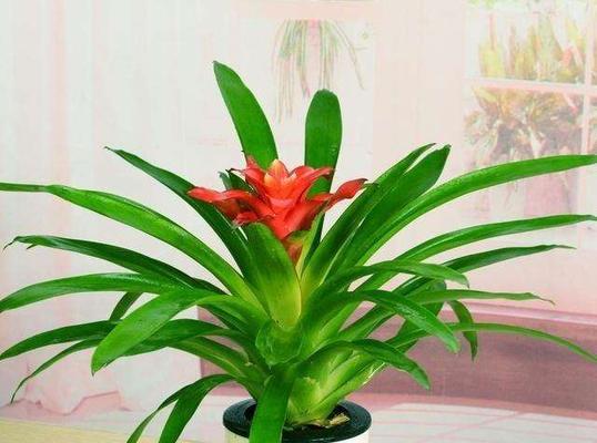 家里养什么花招财（盘点十种旺家的花）