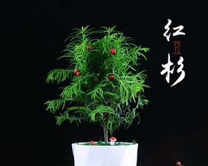 红豆杉盆景怎么养（红豆杉盆栽养殖方法）