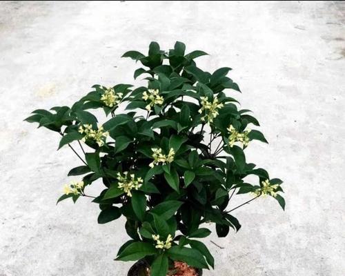 四季桂花怎么养殖（四季桂花养殖方法和注意事项）