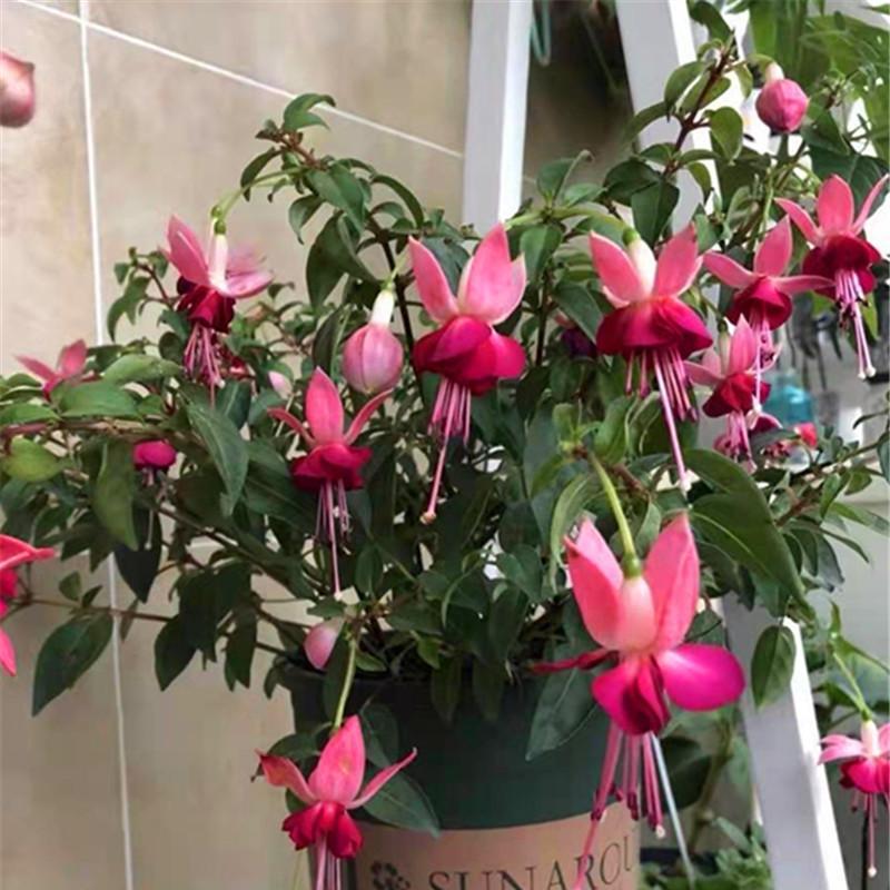 灯笼花怎么浇水（灯笼花养殖方法讲解）