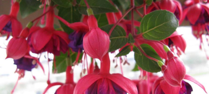 灯笼花怎么浇水（灯笼花养殖方法讲解）