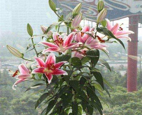 百合花的季节是几月份（有关百合花开花季节）