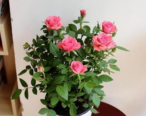 玫瑰花怎么种出来（玫瑰花种植方法与技巧）
