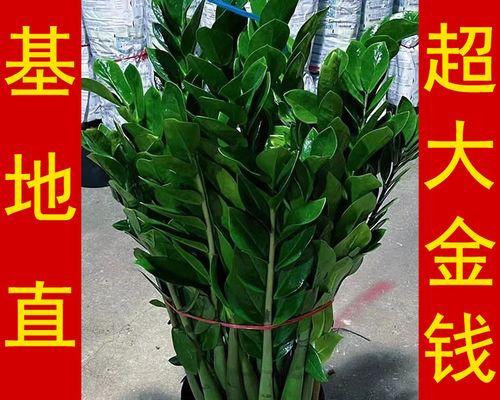 办公室植物哪种好（办公室大型绿植推荐）