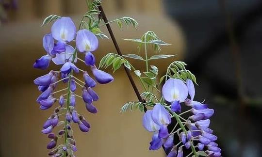 紫藤花一年开几次花（有关紫藤花的养殖方法）