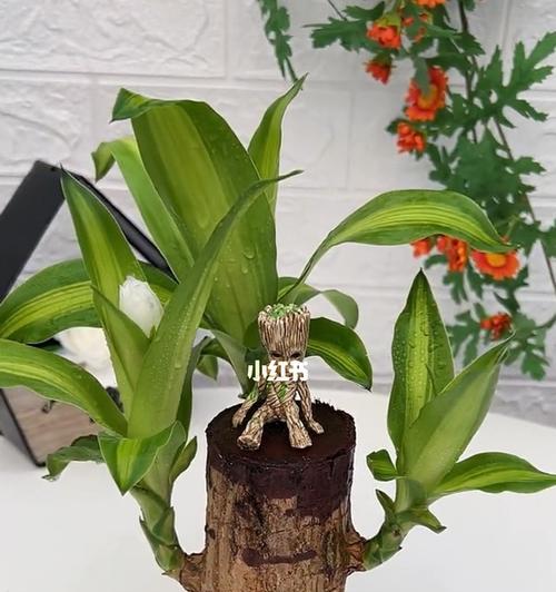 巴西木多久能发芽（有关巴西木养护小妙招）