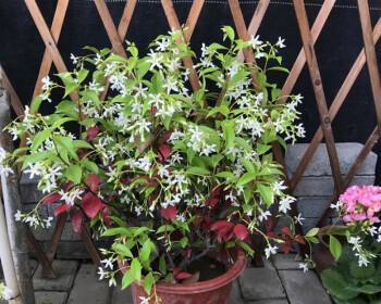 风车茉莉花期多少天（关于风车茉莉的养护窍门）