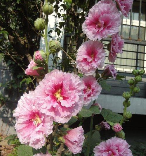 蜀葵怎么种植才对（简述蜀葵花种植方法和时间）