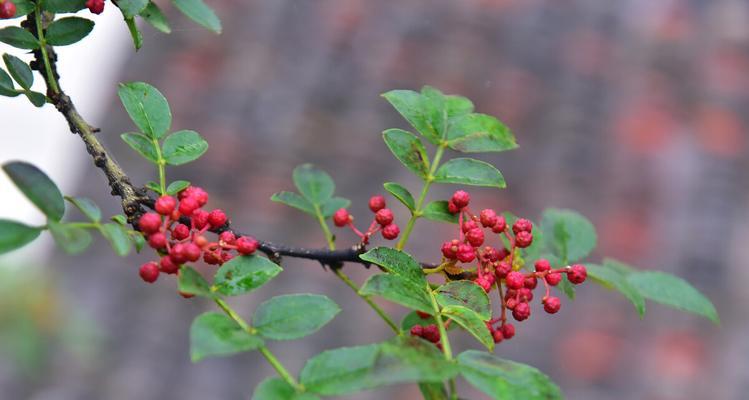 花椒树种在什么地方（有关花椒树的种植技术）