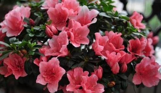 杜鹃花怎样管理（杜鹃花的管理与栽培技术）