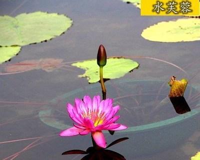睡莲刚买回来怎样养（新手养睡莲的技巧）