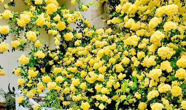 木香花好养活吗（盆栽木香花的养殖方法）