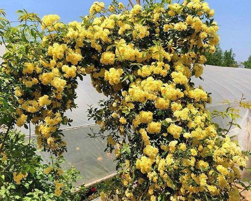木香花好养活吗（盆栽木香花的养殖方法）