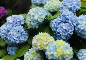 绣球花在屋里放有毒吗（绣球花的养殖方法和注意事项）
