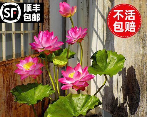 藕种植时间和方法（种莲藕的正确过程）
