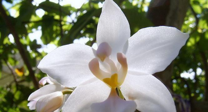 白兰花的寓意与美丽传说（独特的花语和脱俗的美学）