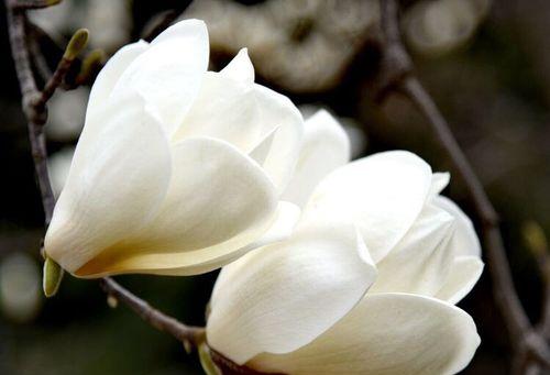 白兰花的花语与象征意义（从开花到凋零）