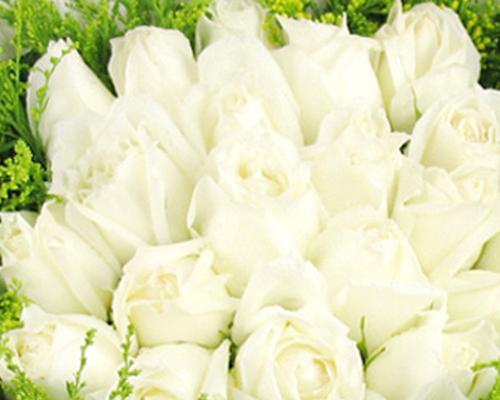 白玫瑰花语与寓意——纯洁与无瑕的象征（探索白玫瑰的花语）