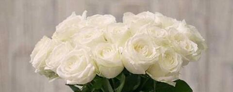 白玫瑰花语与寓意（揭秘白玫瑰花的15种含义）