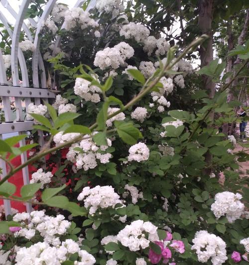 白蔷薇（探寻白蔷薇的花语之美）