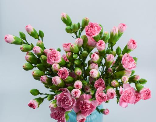 白色康乃馨的象征意义（纯洁与祝福的花朵——白色康乃馨）