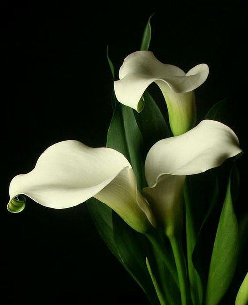白色马蹄莲的花语（马蹄莲的寓意与象征意义）