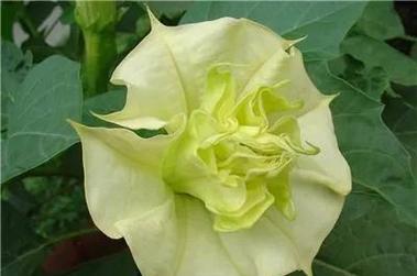 白色曼陀罗花语的美丽韵律（洁白之美）