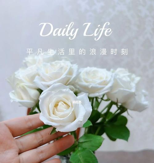 白色玫瑰花的花语与象征——纯洁无瑕的爱（白色玫瑰花的深刻内涵与美丽诠释）