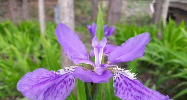 白色鸢尾花与紫色鸢尾花的花语（揭开花海中的秘密之语）