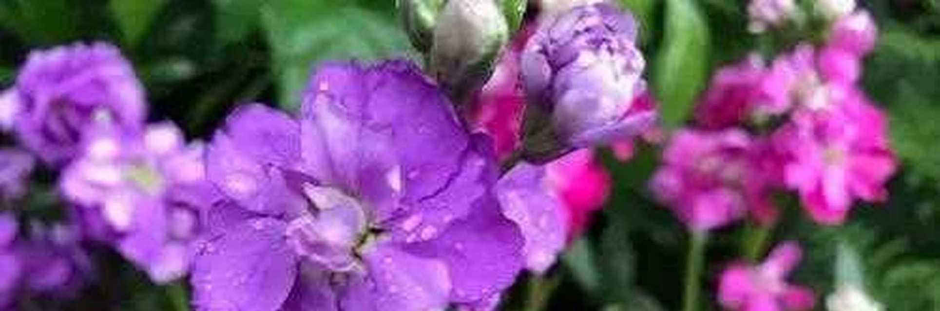 白色紫罗兰的花语（探寻白色紫罗兰的花语）
