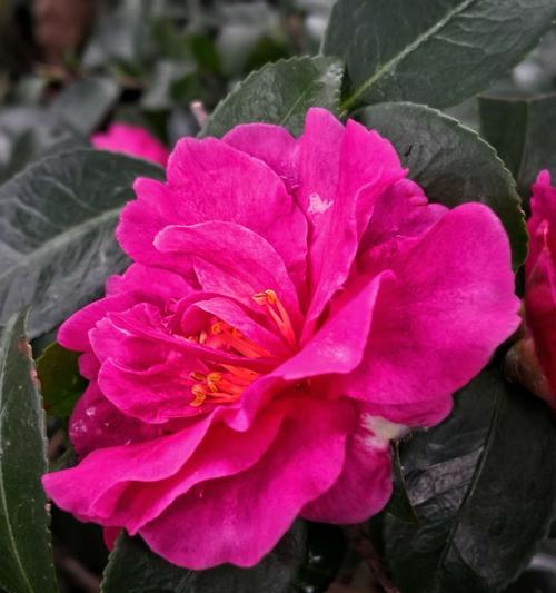 白山茶花语（白山茶花语的丰富内涵与神奇力量）