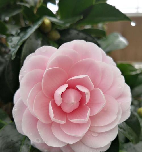 白山茶花语（白山茶花语的丰富内涵与神奇力量）