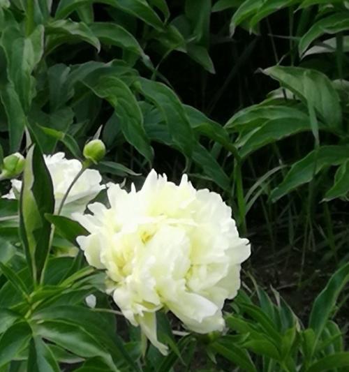 白芍药花语——纯洁与美丽的象征（纯白花朵散发着宁静与温暖）