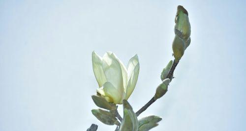 白玉兰花的儒雅与高尚（洁白花朵中蕴含的深情与静谧）