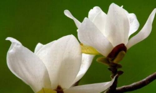白玉兰（从花朵到国花）