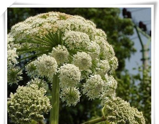 白芷花语（白芷的花语及其传承的文化内涵）