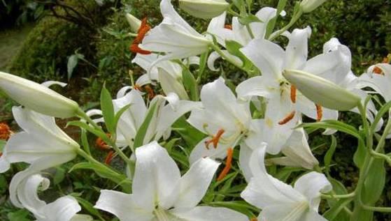 百合花语之美（花开花谢）