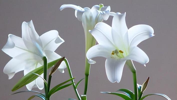 百合花的花语与寓意（揭示百合花的丰富含义）