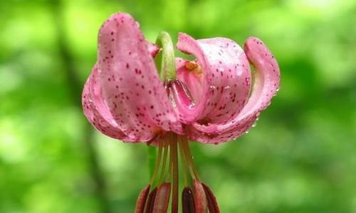 百合花的含义与花语（探寻百合花的深层寓意）